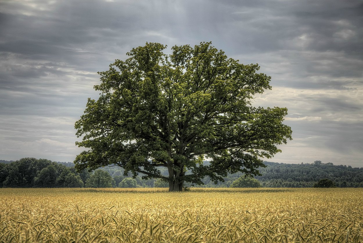 Красивое дерево