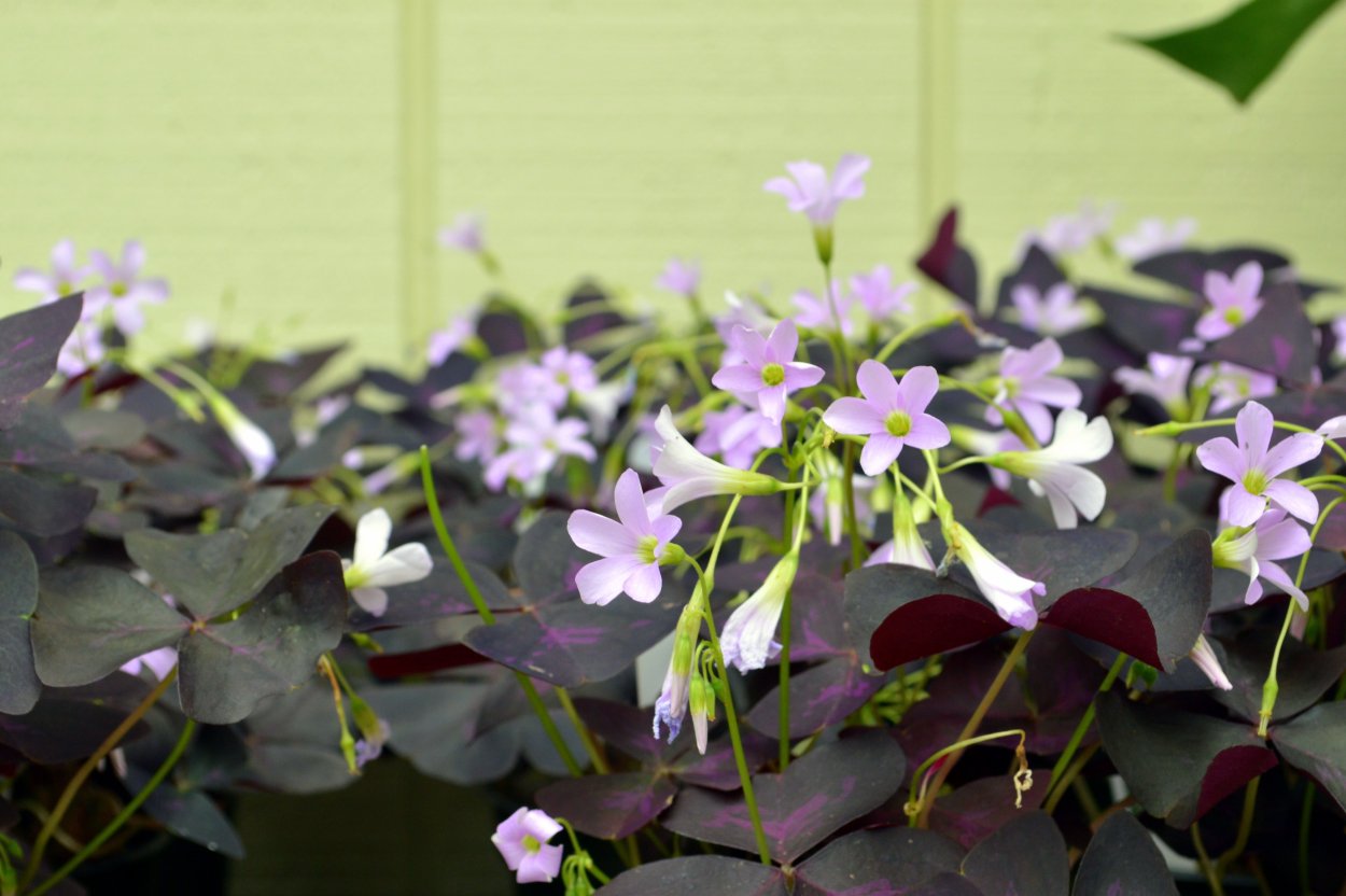 Кислица Oxalis stellata