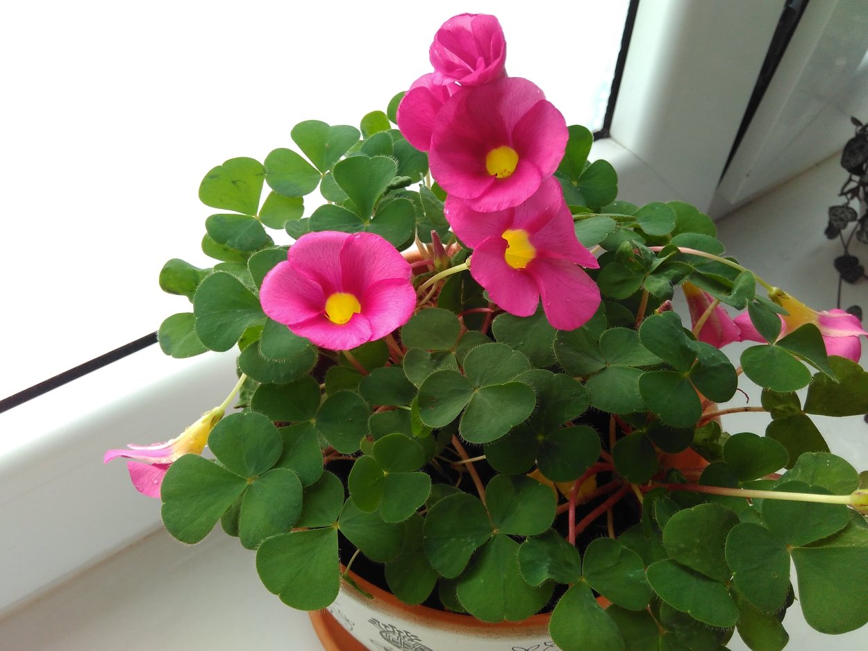 Кислица БОУВИ (Oxalis bowiei)