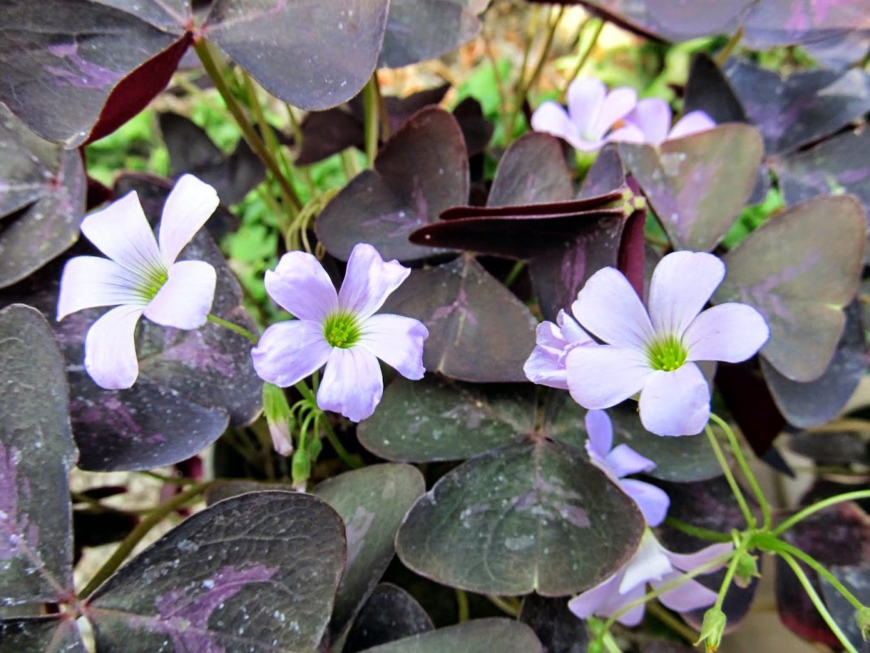 Оксалис (Кислица) железистолистная