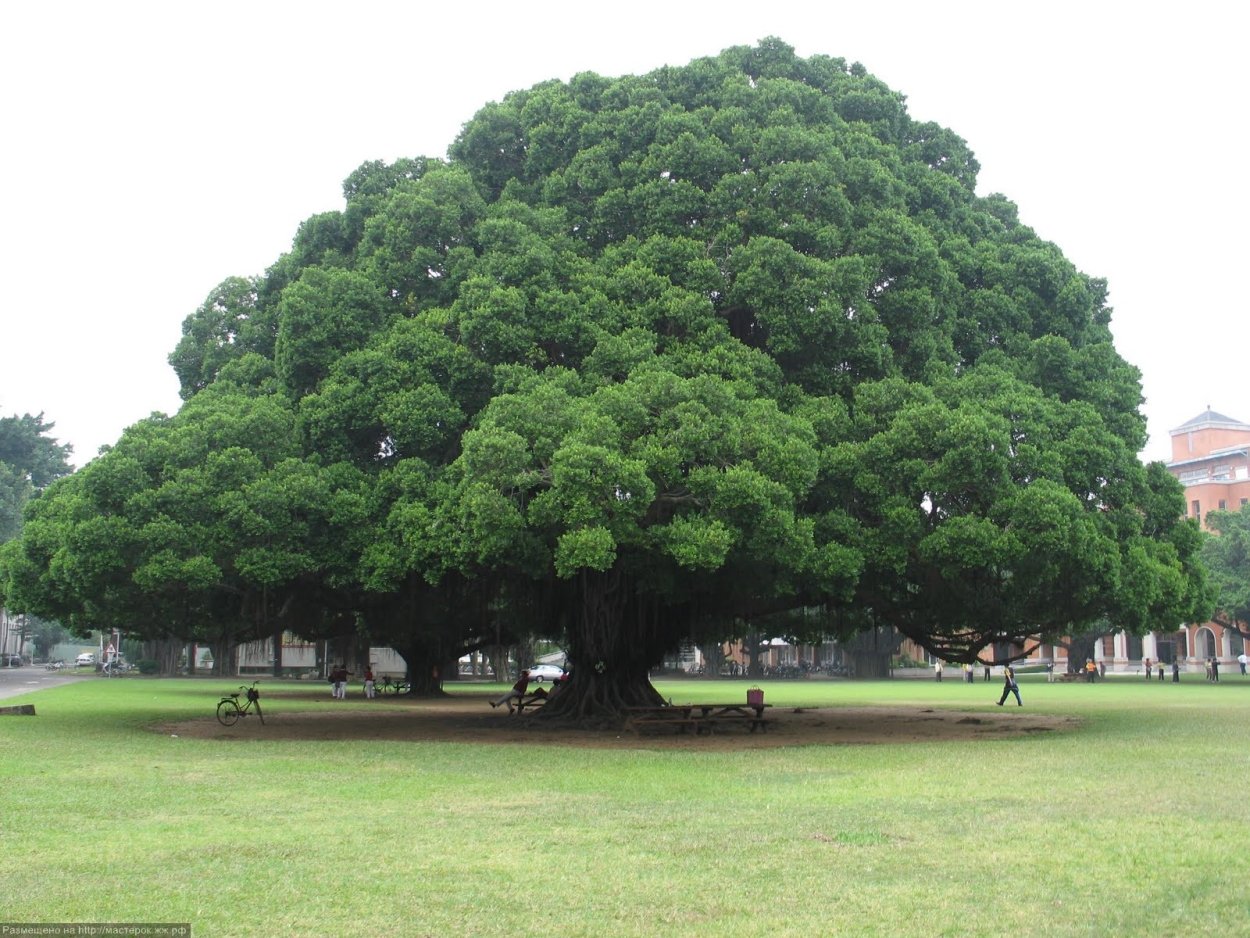 Дерево Утун Геншин