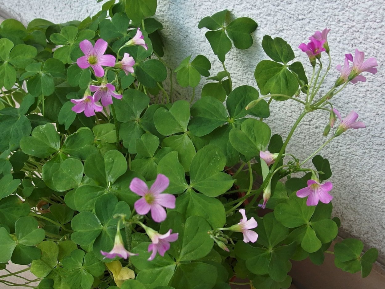 Кислицы -оксалис мартианский