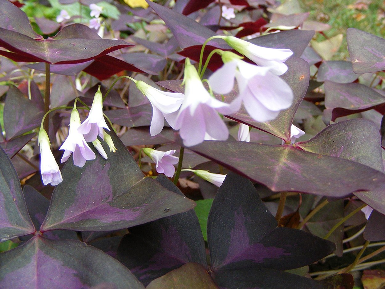 Оксалис Бовея