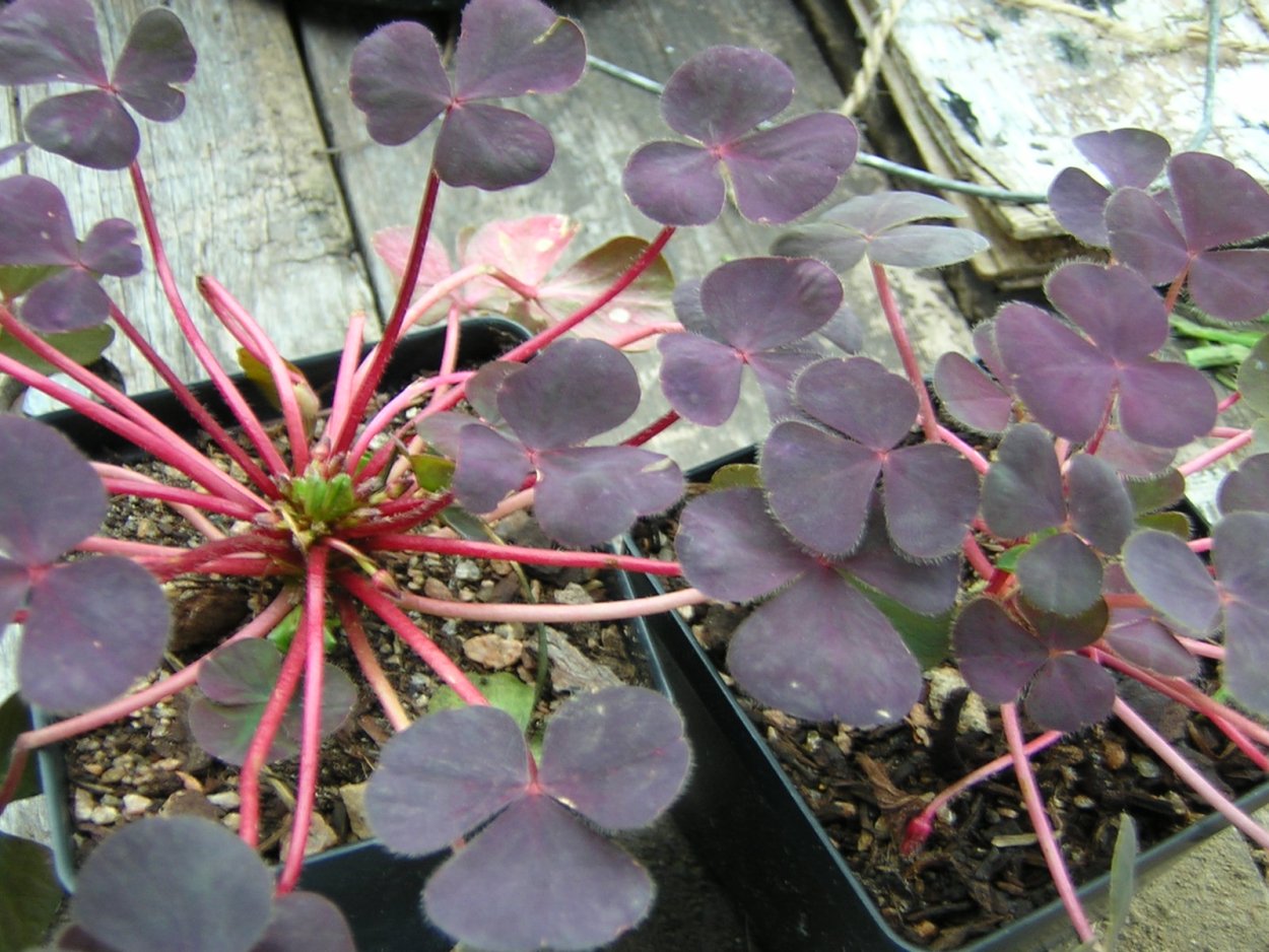 Оксалис мартианский