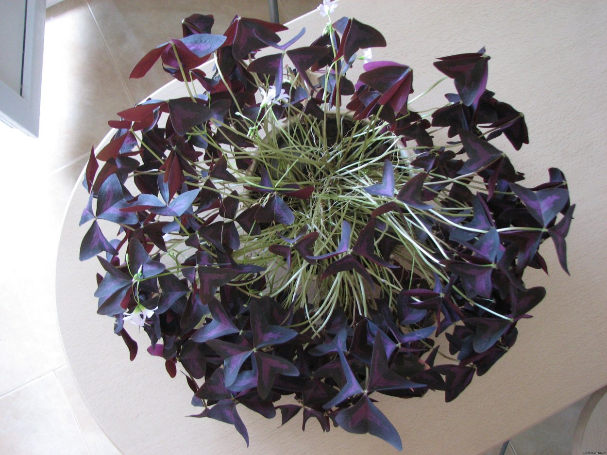 Комнатное растение Кислица