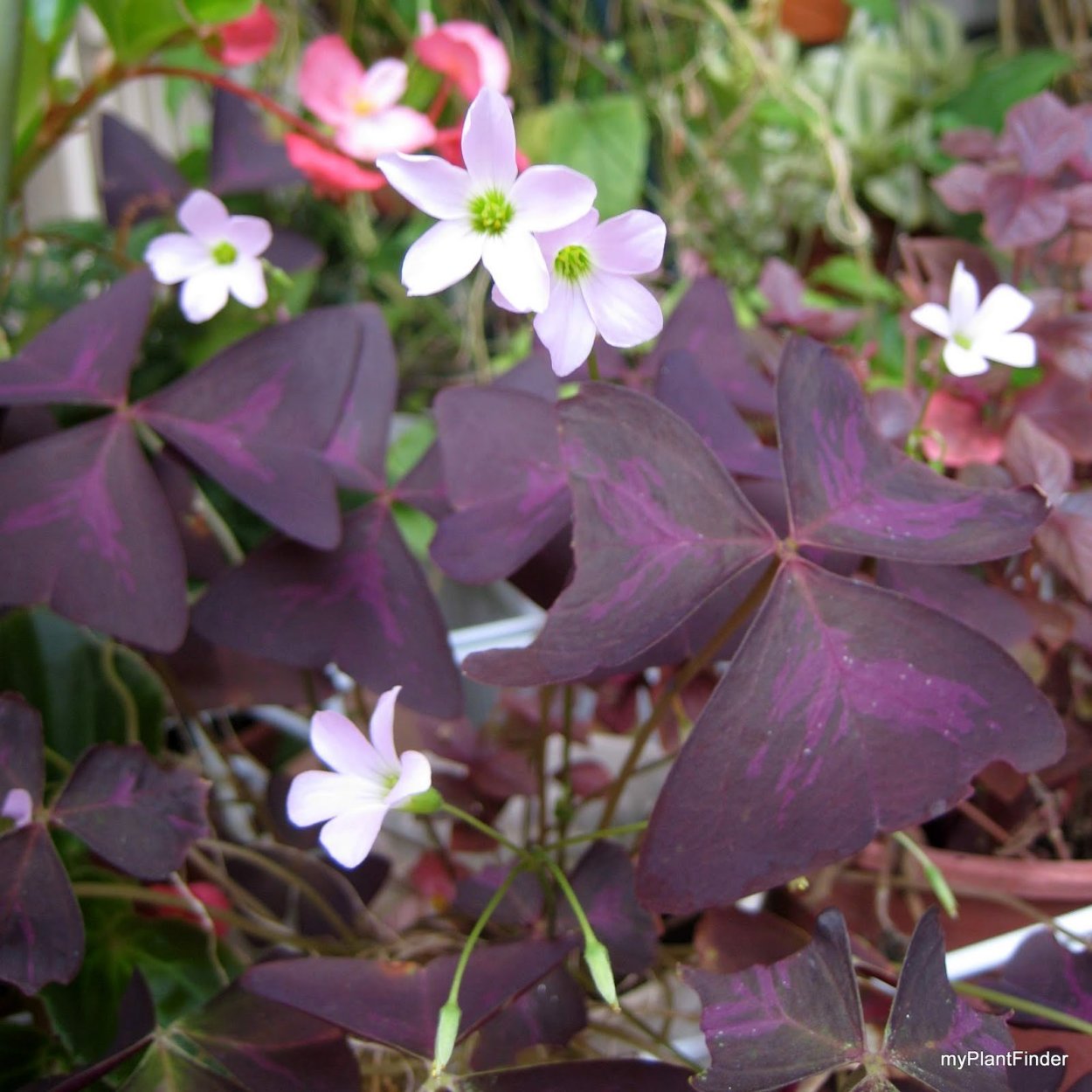 Оксалис Кислица зеленая