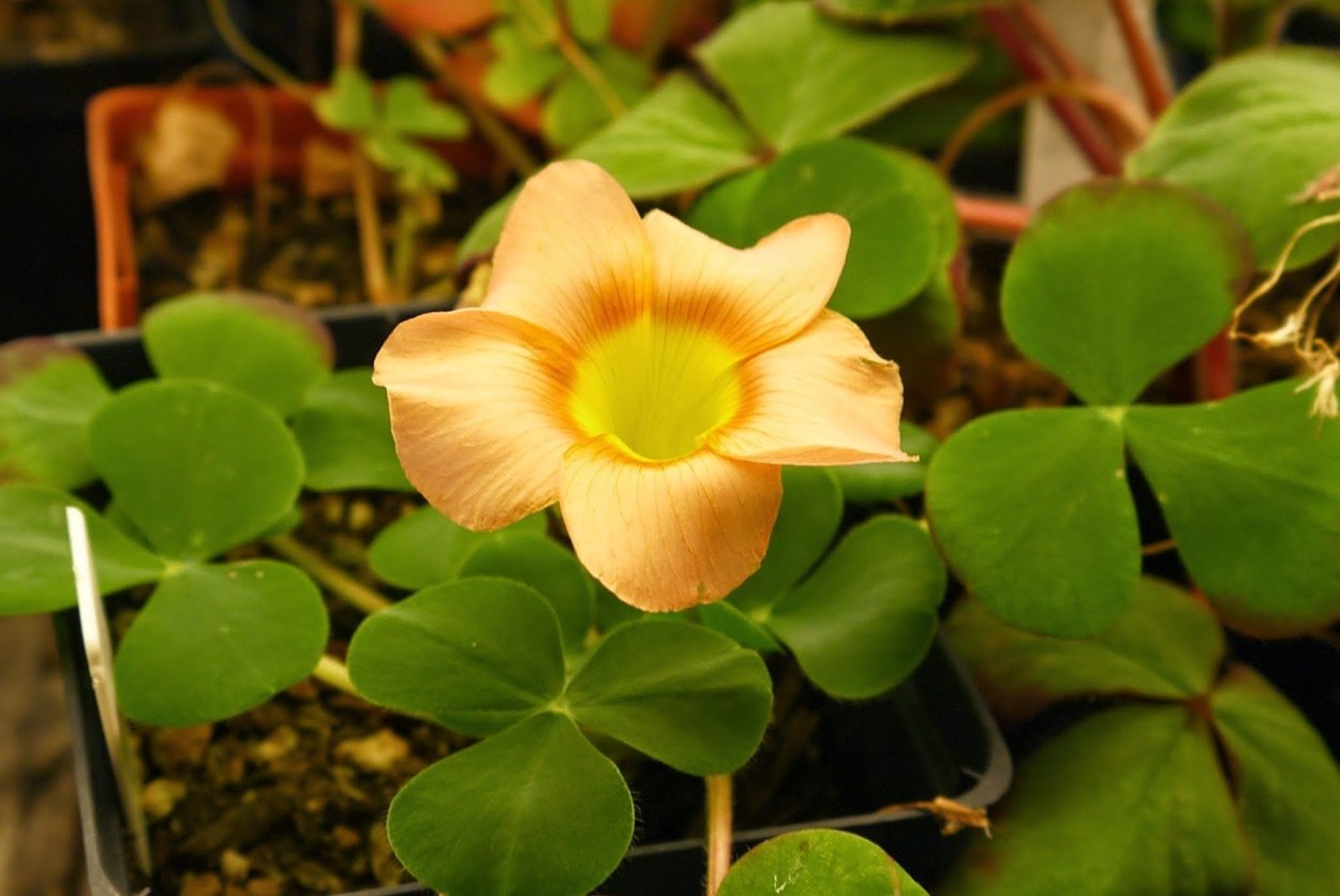 Oxalis (Кислица) мартианская