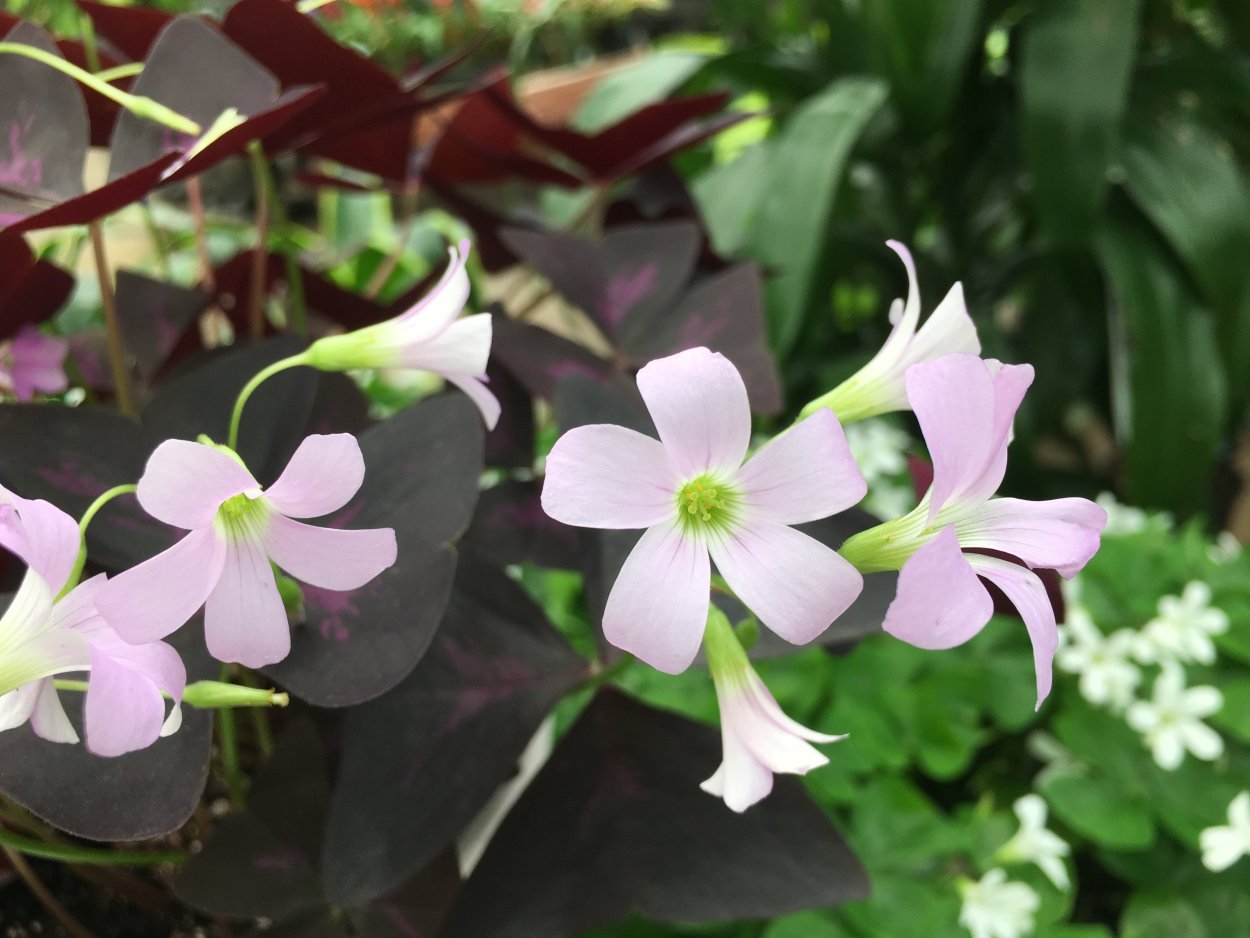 Оксалис мартианский