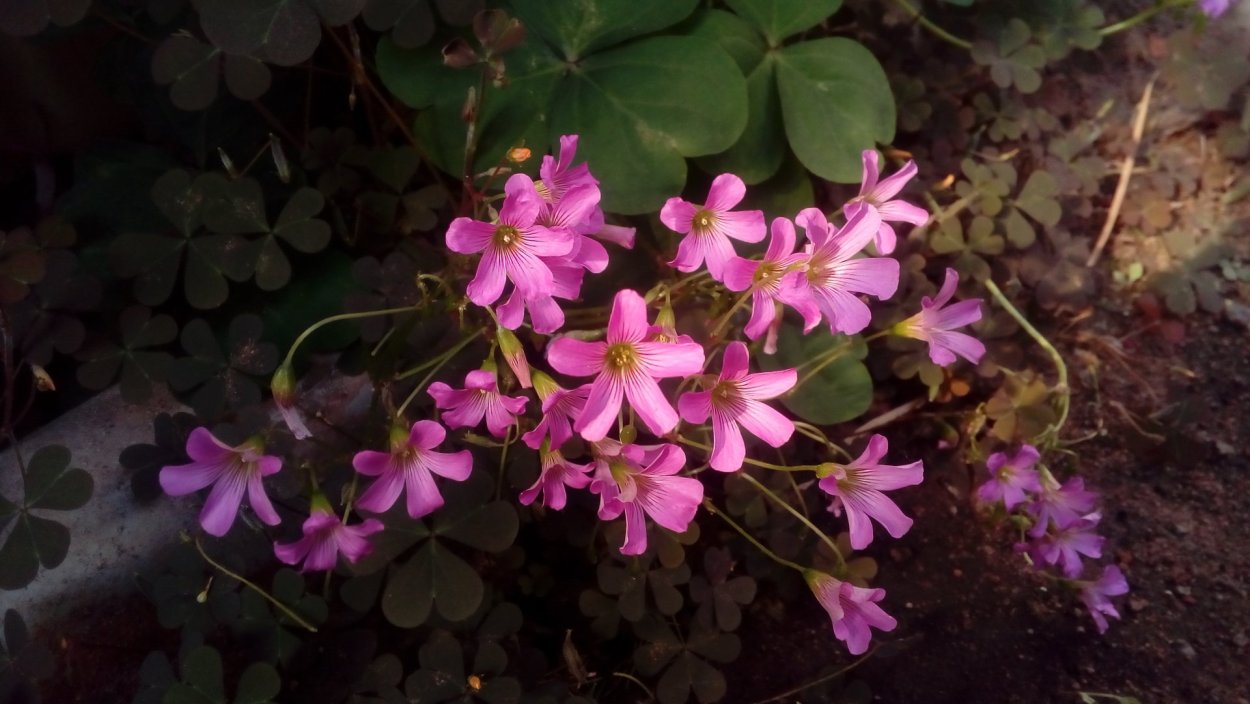 Оксалис Бовея