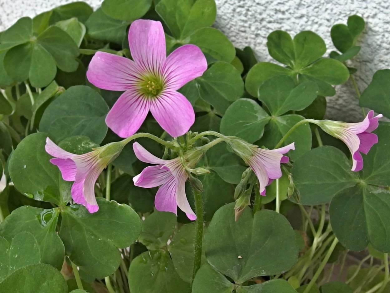 Оксалис коримбоза