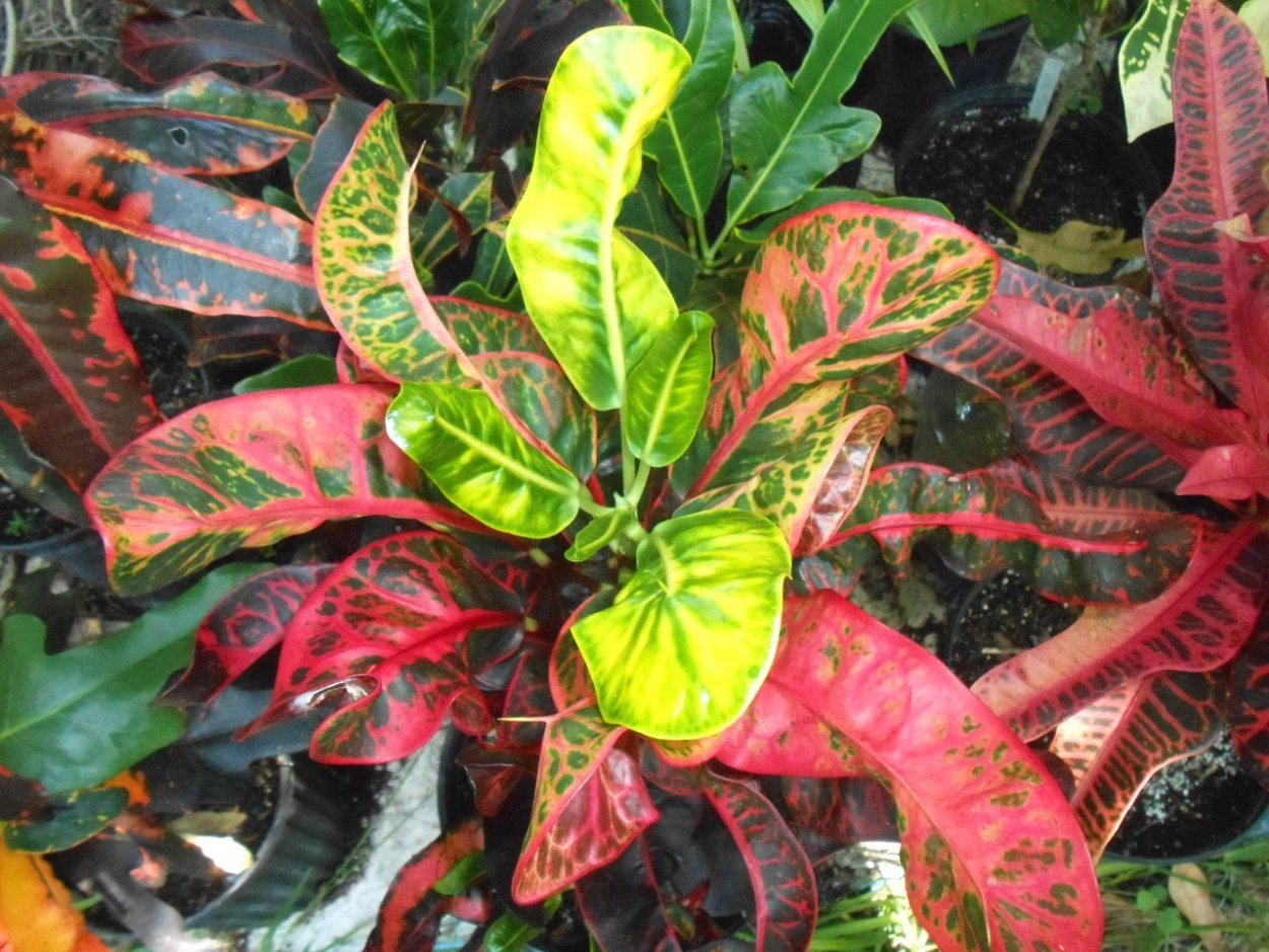 Codiaeum Queen Victoria