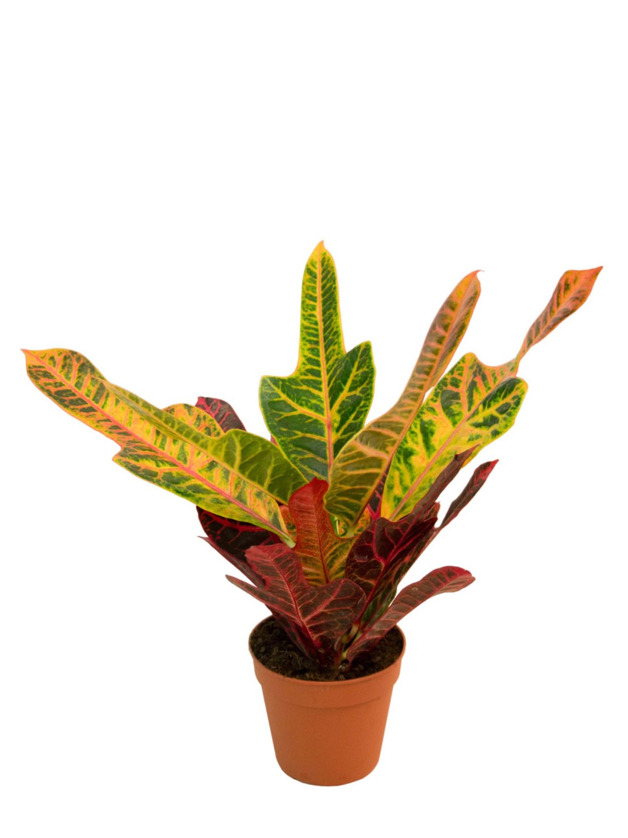 Кодиеум Кратон пятнистый