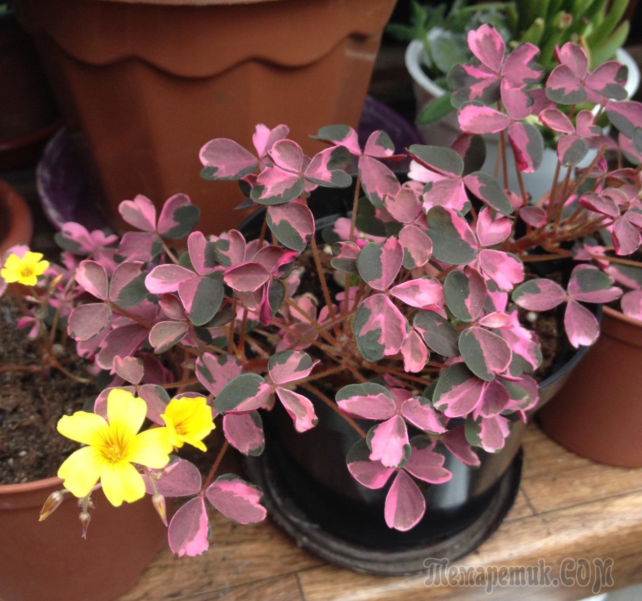 Оксалис мартианский