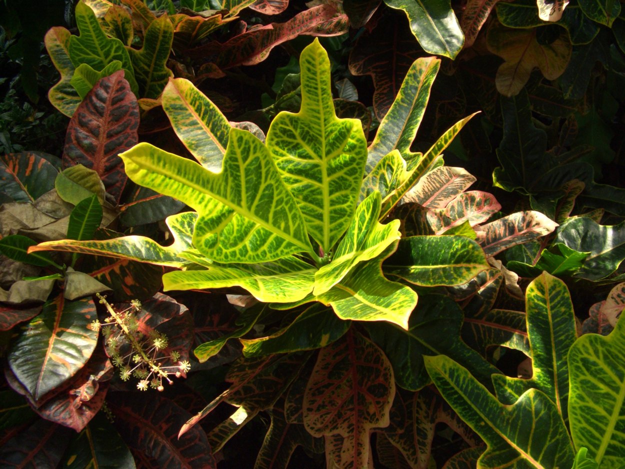 Кодиеум Кратон