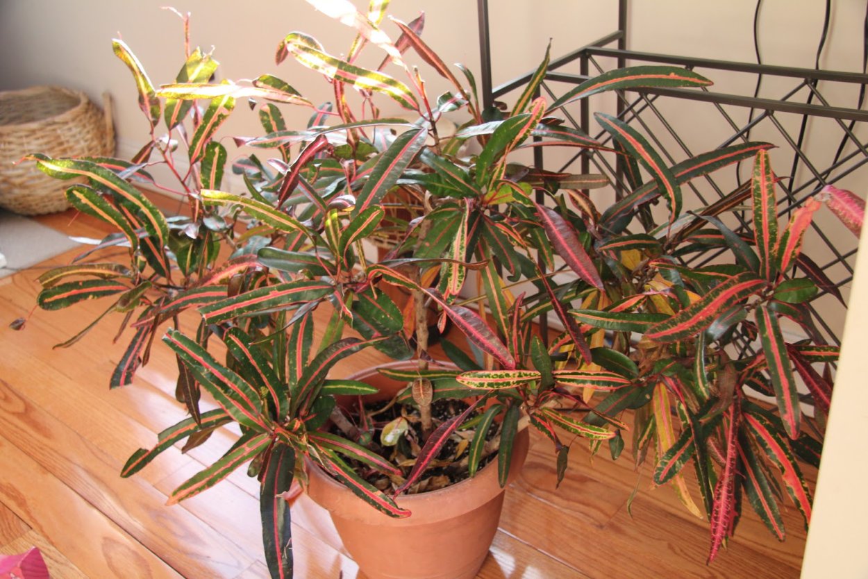 Ядовитые комнатные растения 10 цветов