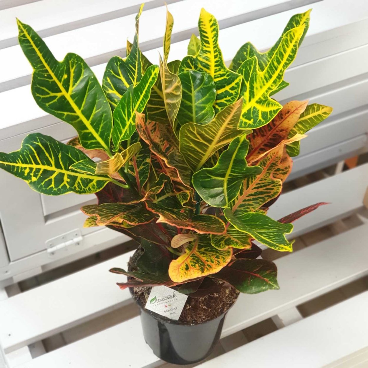 Codiaeum variegatum Кодиеум пестрый