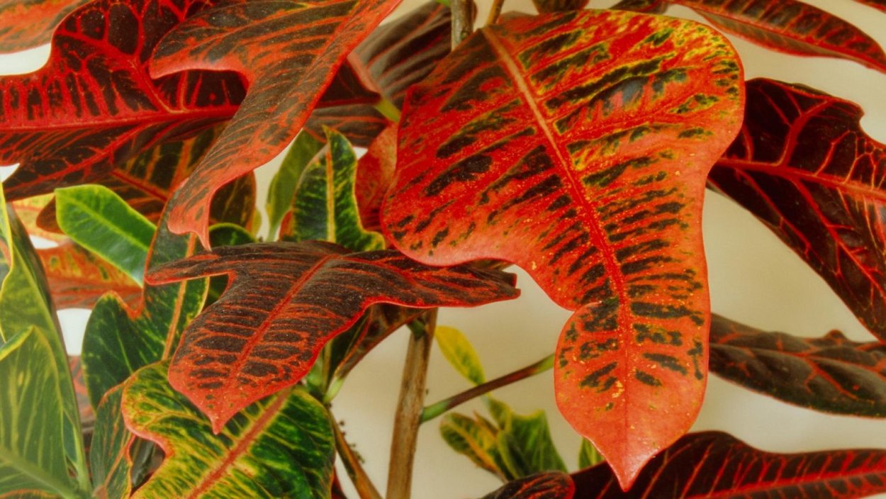 Кодиеум (Кротон) пестрый (Codiaeum variegatum pictum)