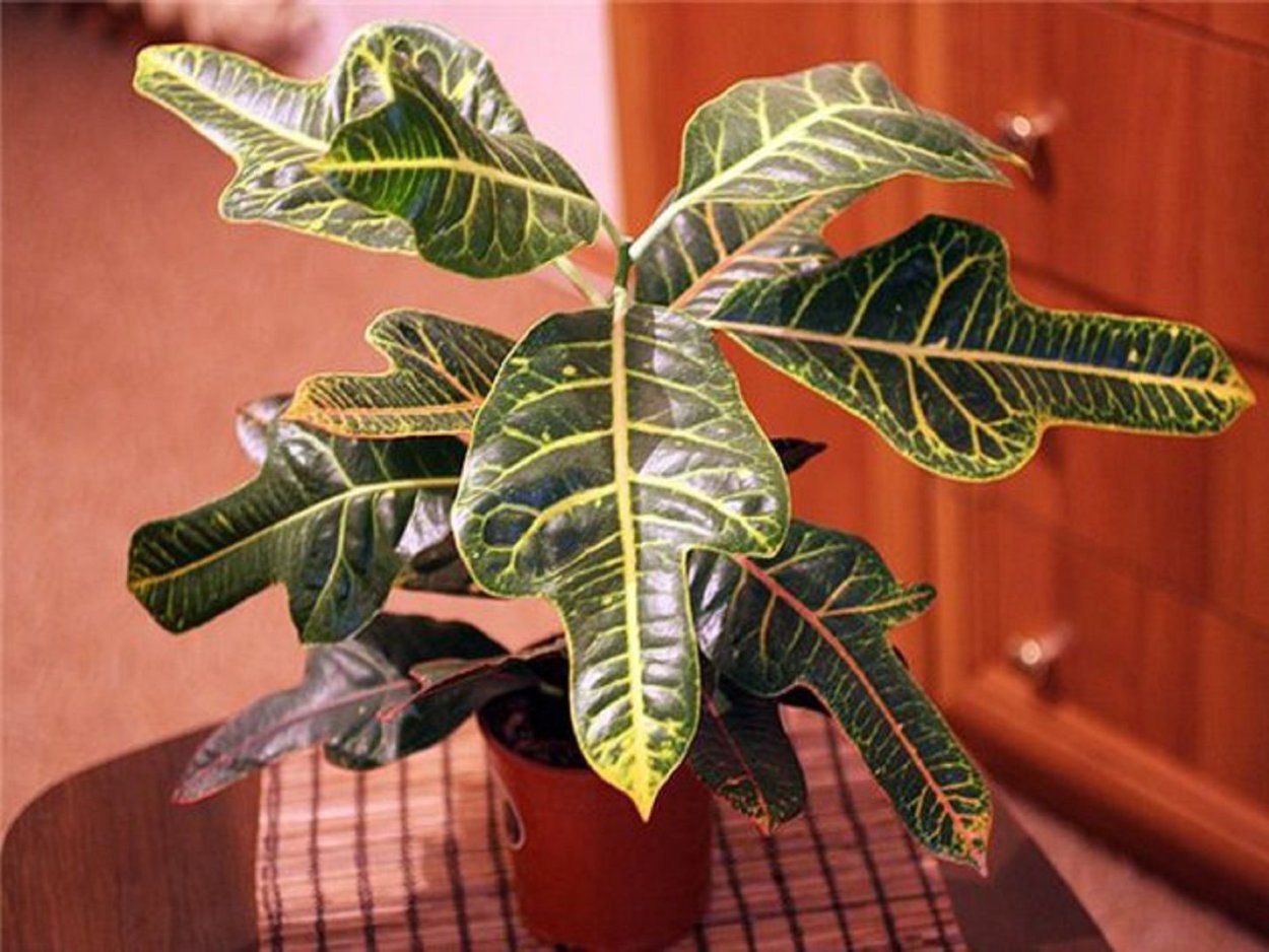 Эуфорбия лориката Euphorbia loricata