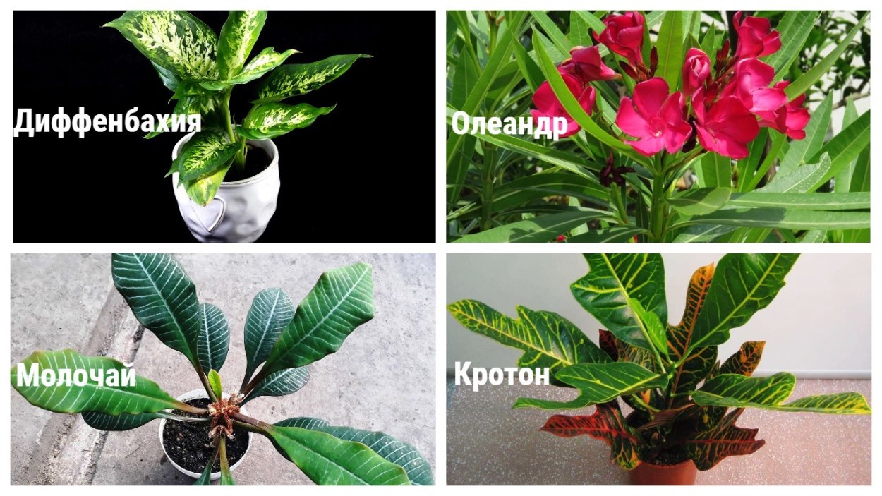 Кодиеум Экселент цветок