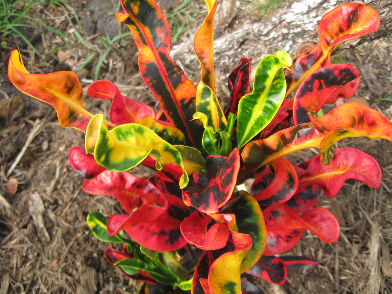 Кодиеум Кротон узколистный