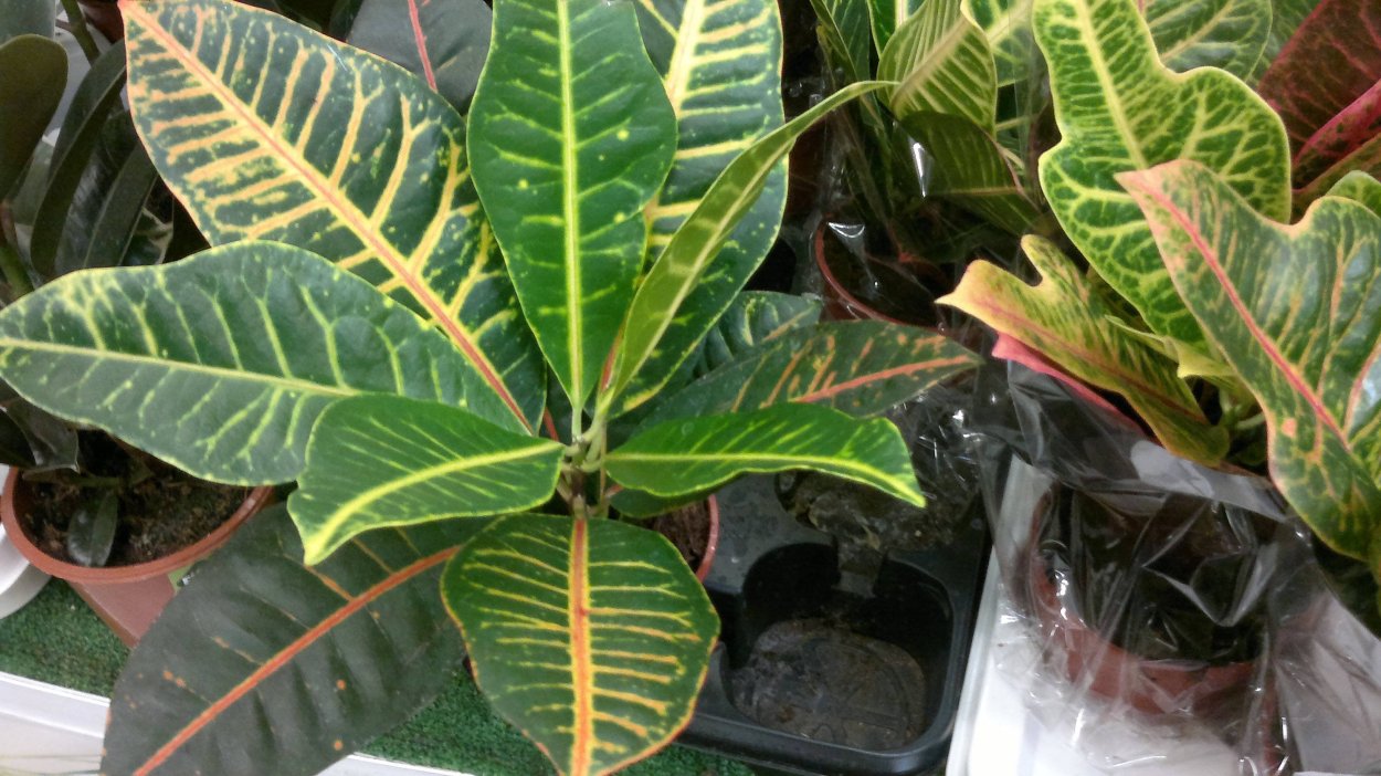 Кротон Кодиеум Петра размножение