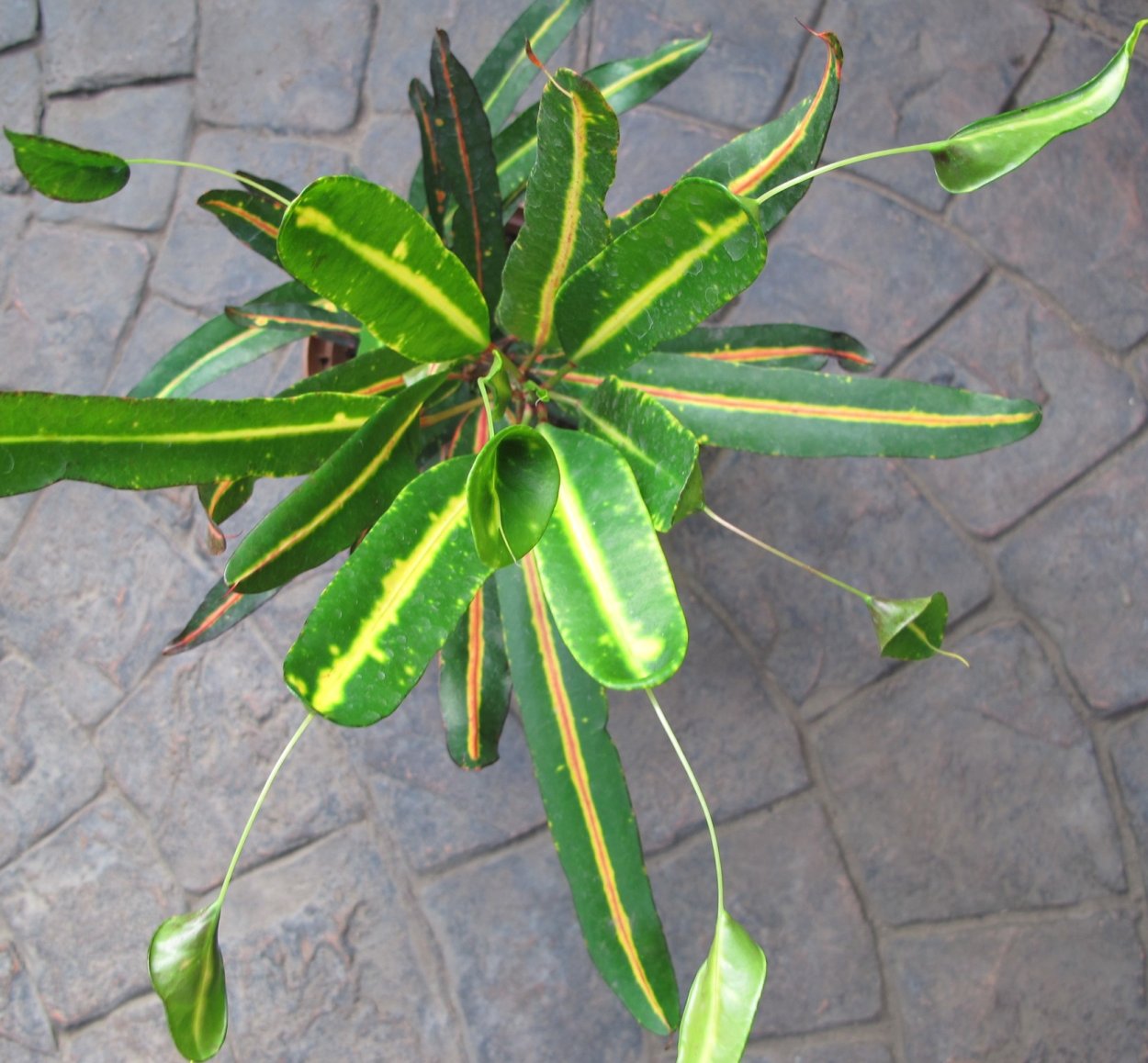 Комнатный цветок Кодиеум