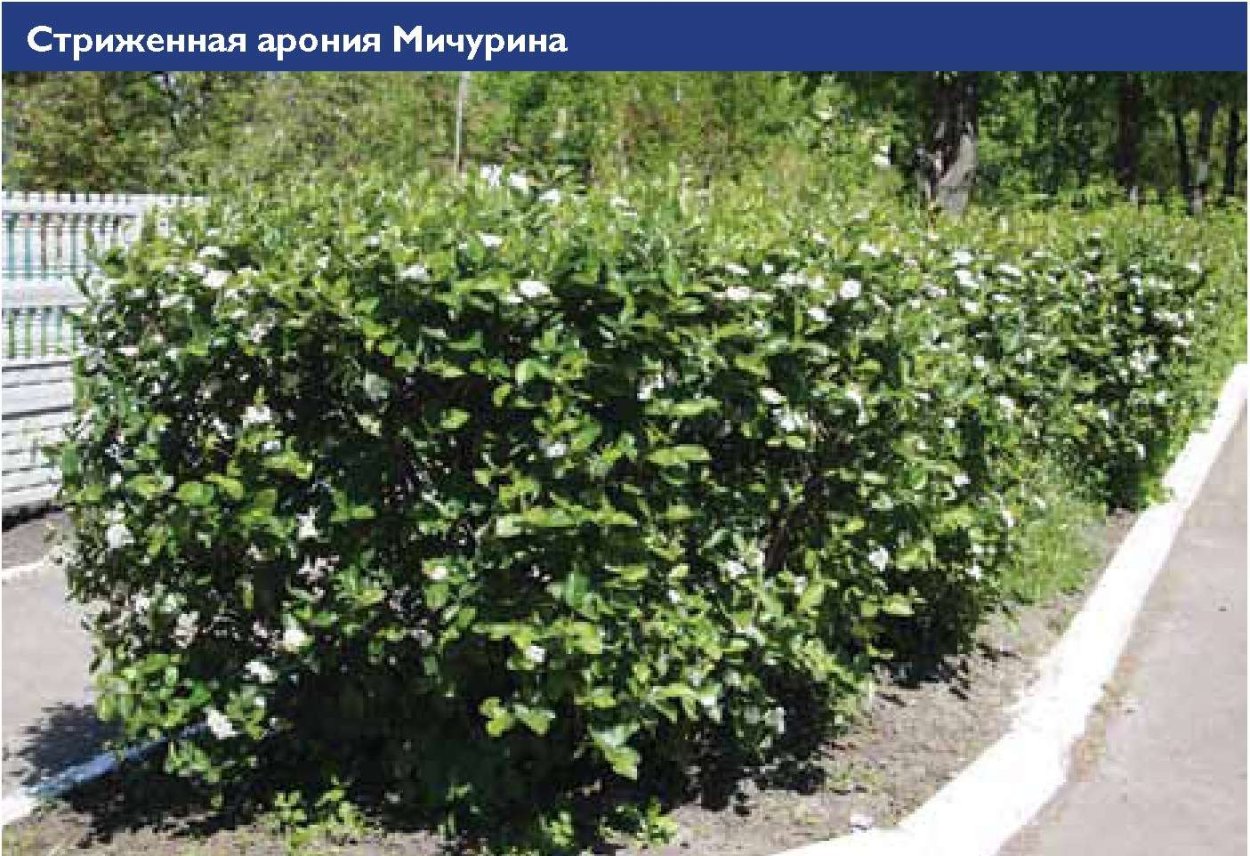 Арония черноплодная кустарник