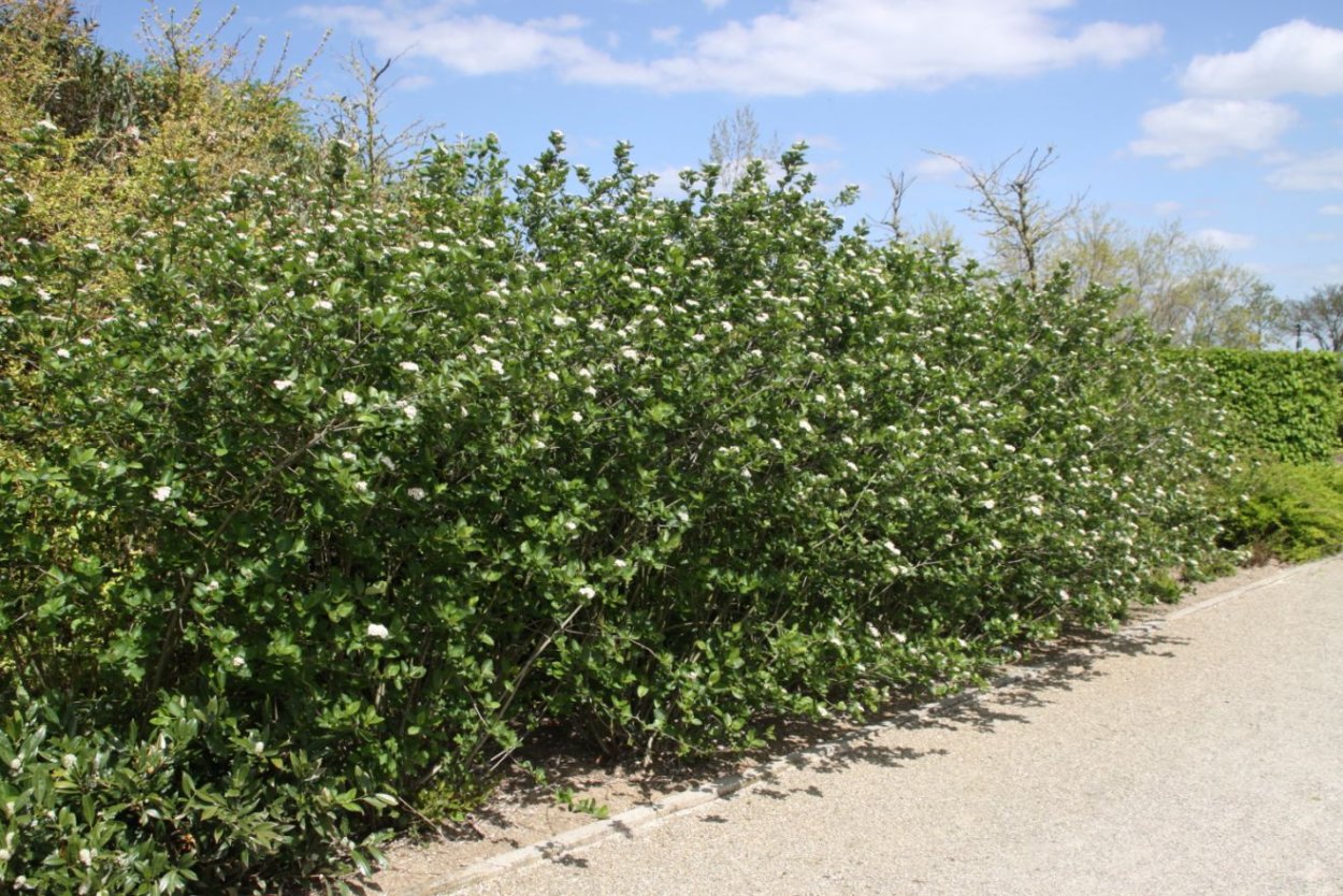 Арония Хугин