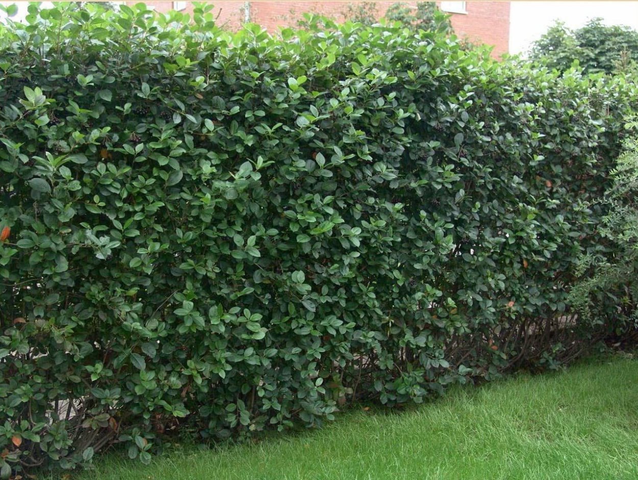 Арония Живая изгородь