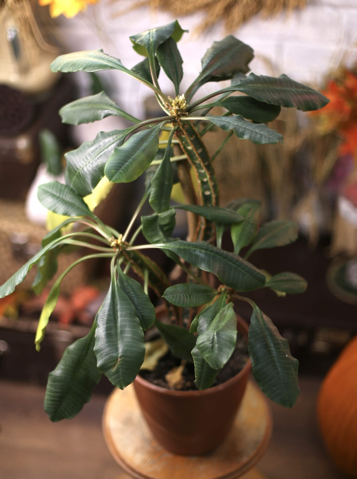 Маранта, колеус, паунсеттия (молочай)