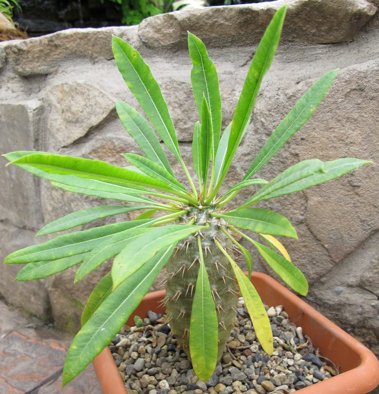Молочай голова медузы (Euphorbia Caput Medusae)