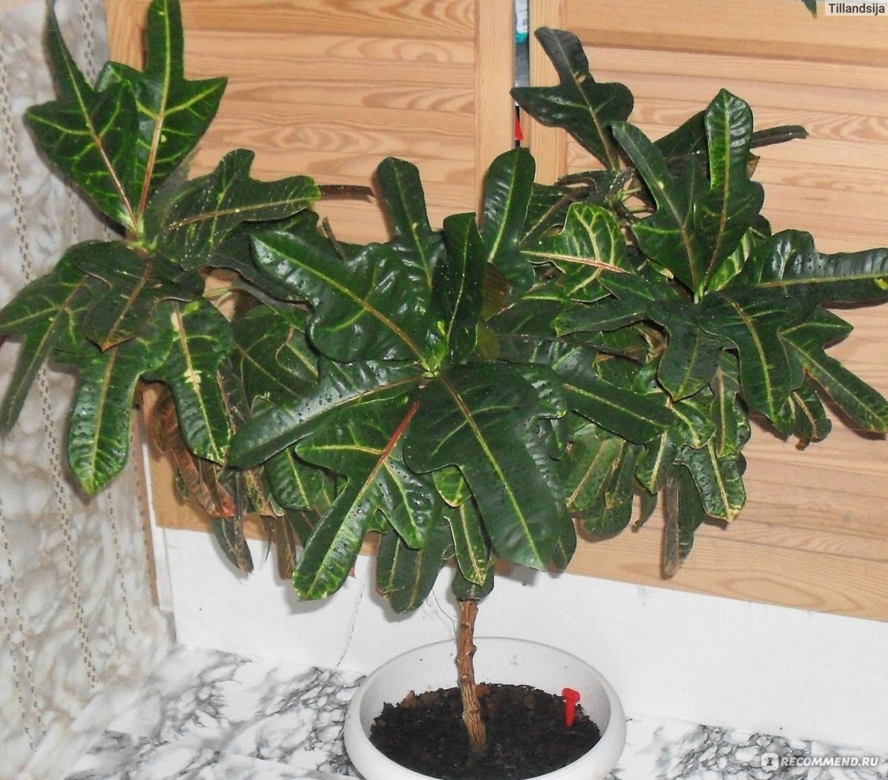 Эуфорбия пуансеттия