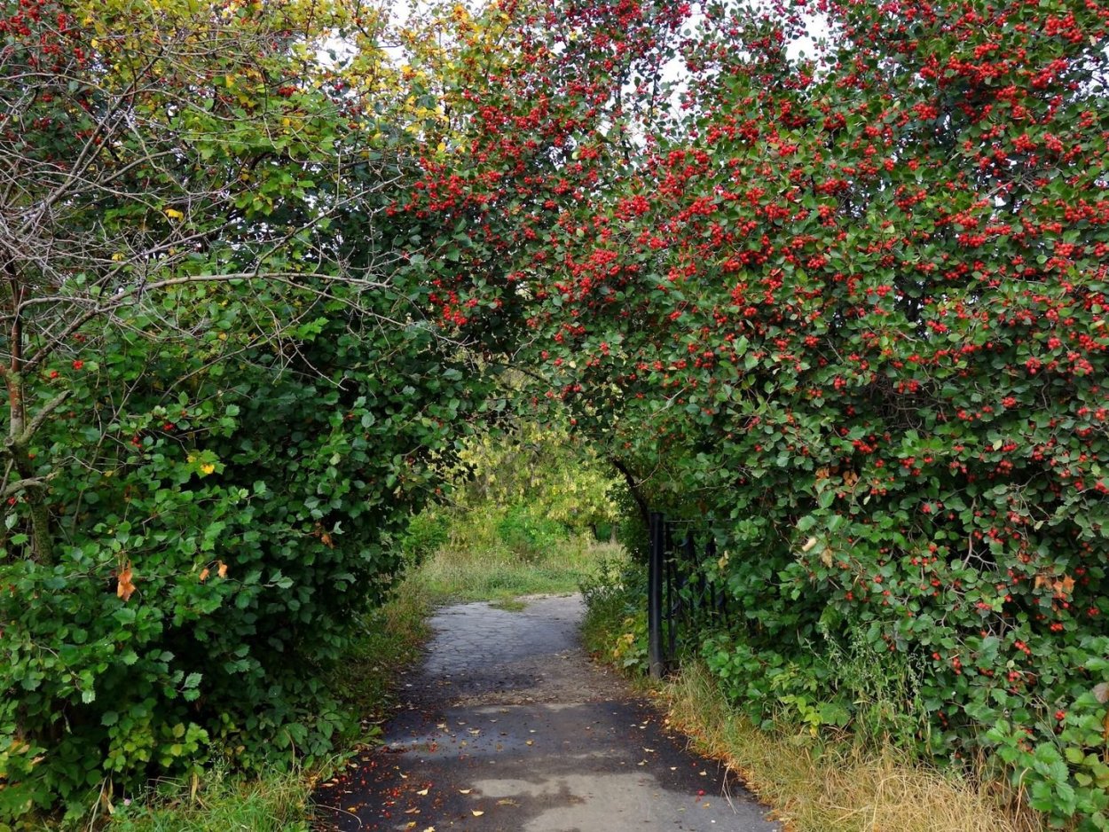 Арония Живая изгородь