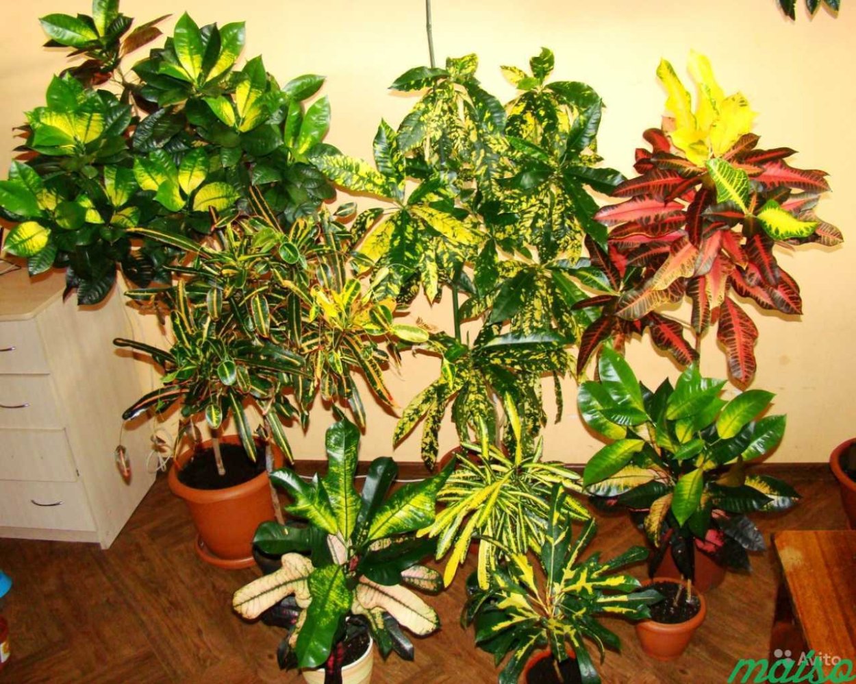 Цветок молочай эуфорбия