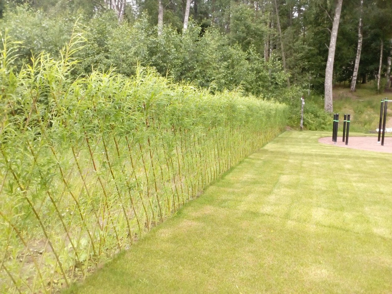 Рябина черноплодная арония на штамбе