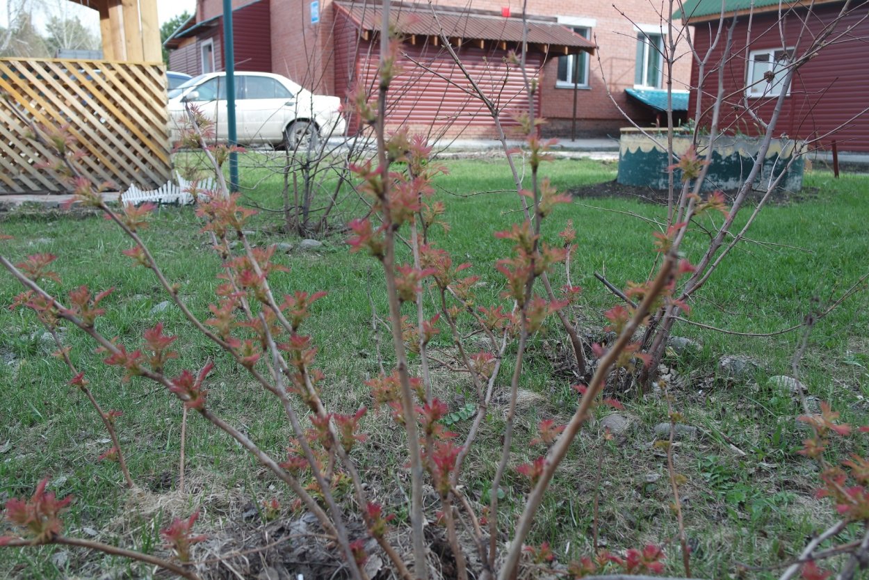 Арония Хугин