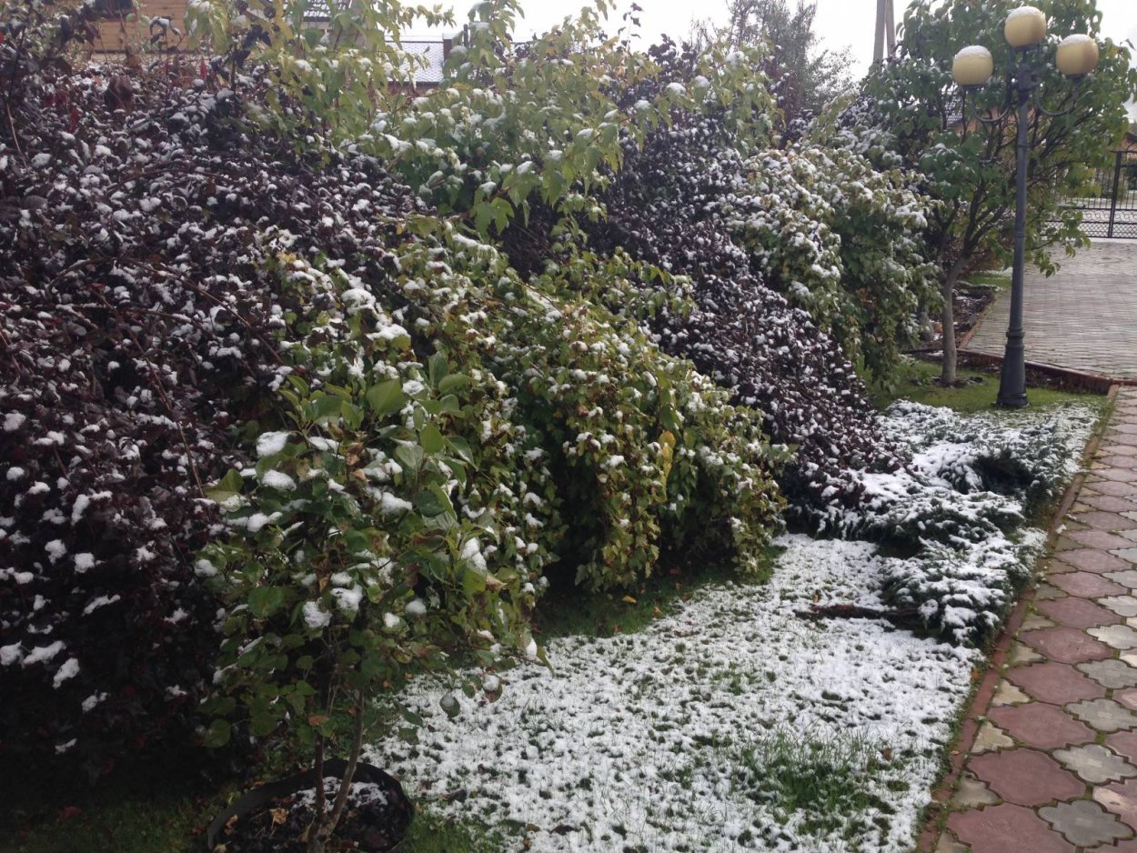 Арония черноплодная изгородь