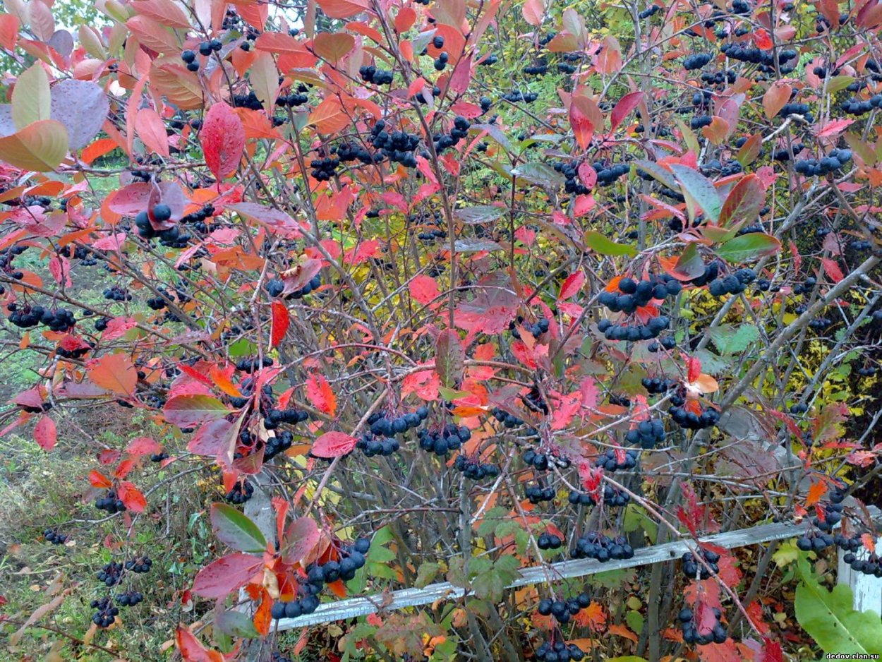 Кизильник блестящий осенью