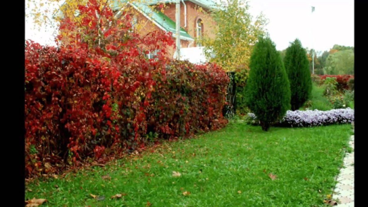 Арония черноплодная «Викинг»