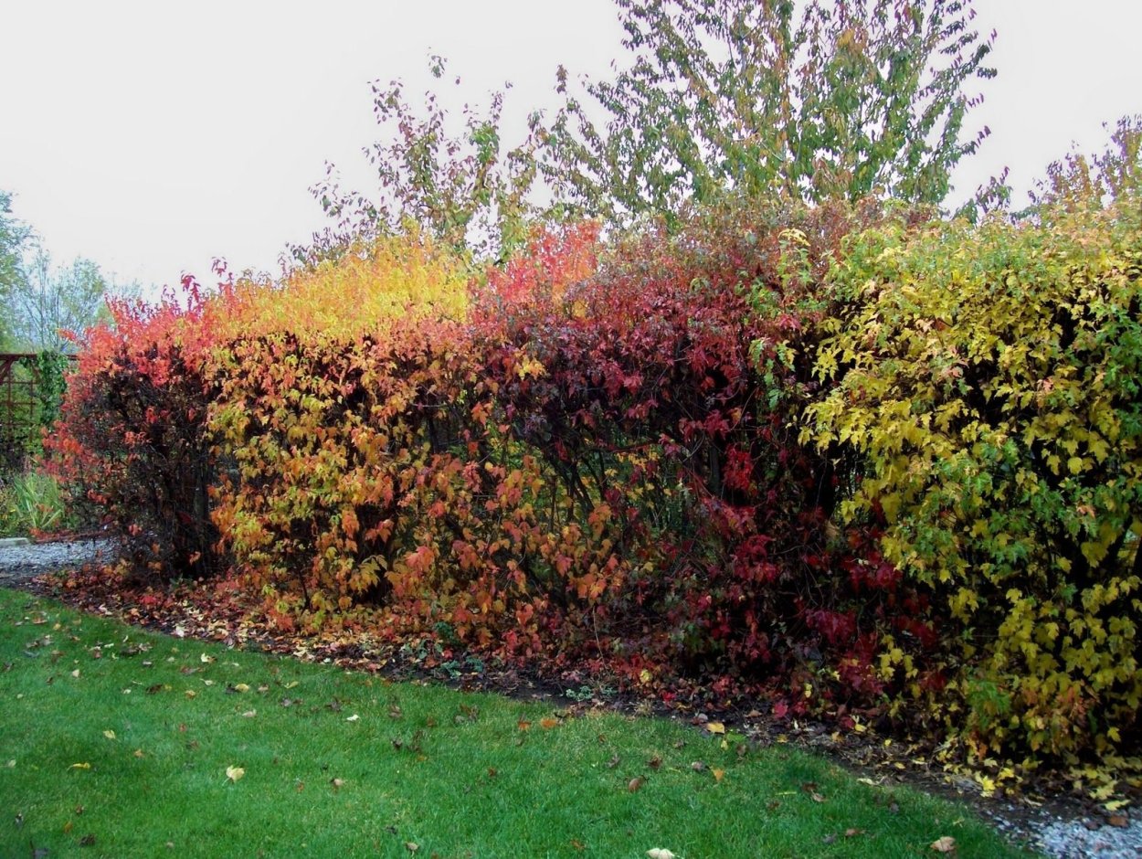 Фотиния Фразера ред Робин Живая изгородь