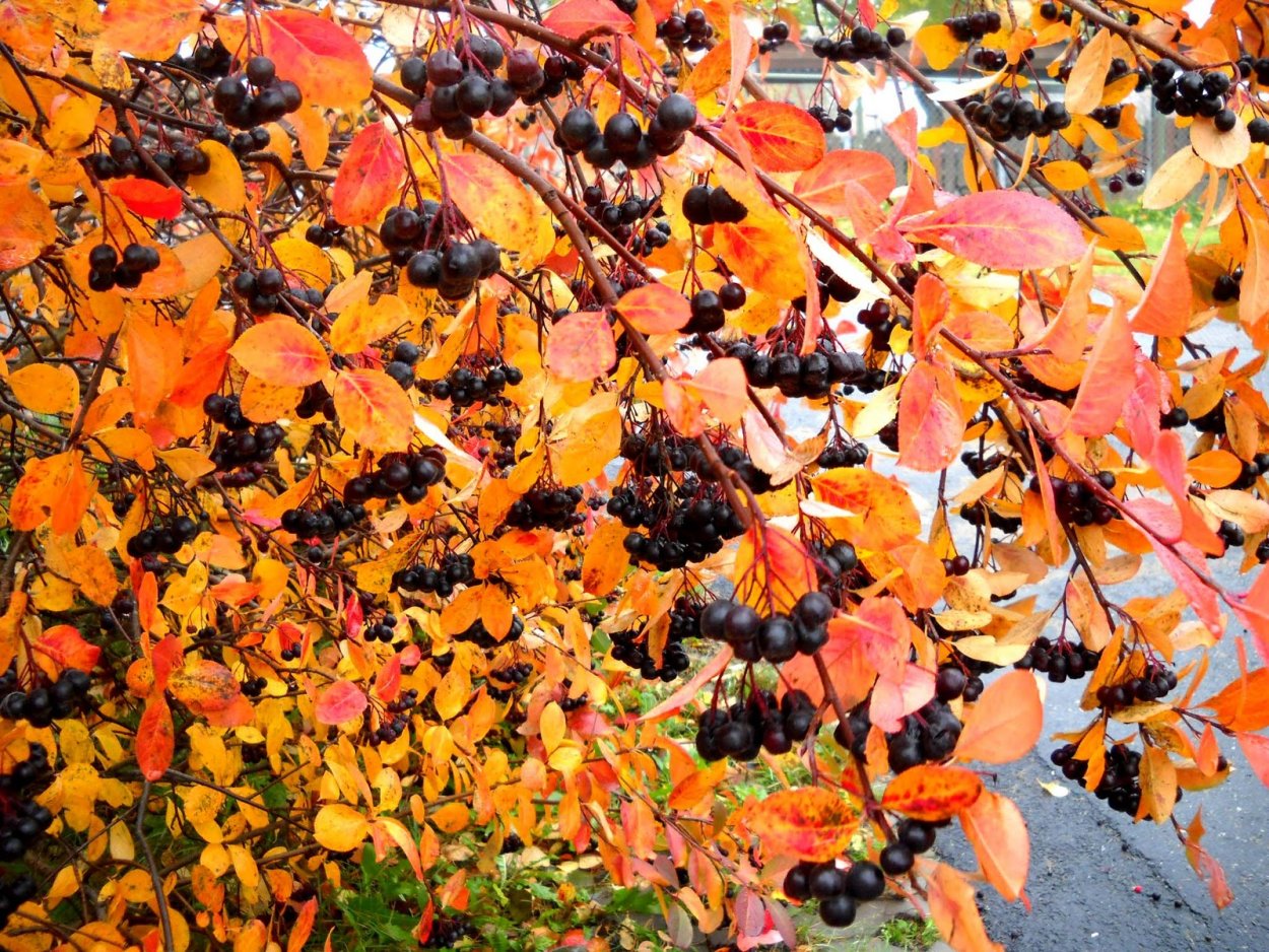 Арония черноплодная Aronia melanocarpa куст