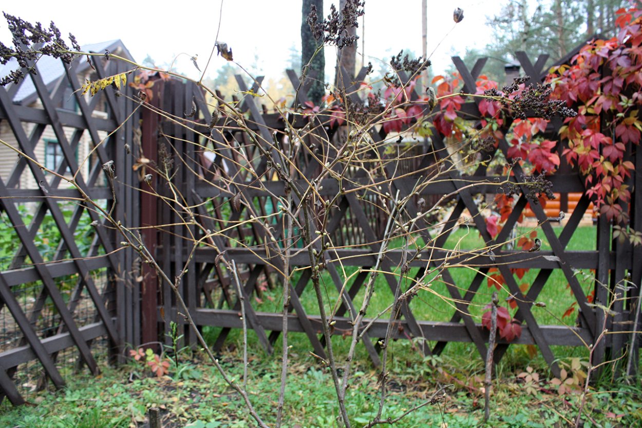 Бересклет Европейский Живая изгородь