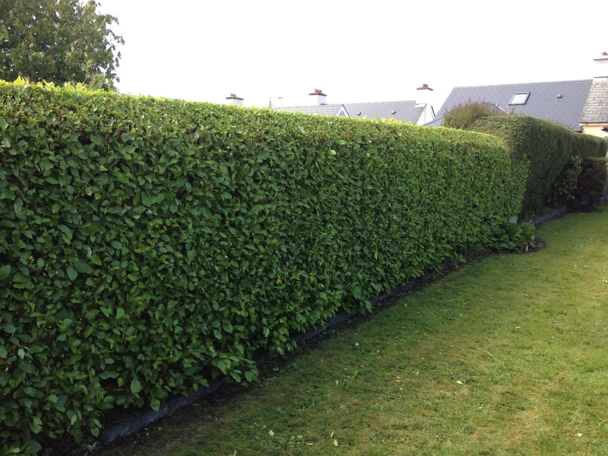 Aronia melanocarpa изгородь