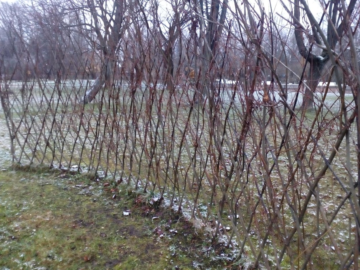 Арония черноплодная изгородь