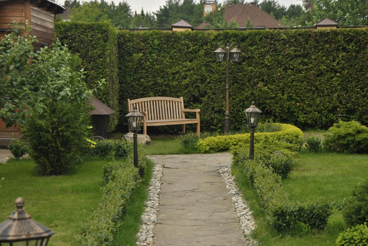 Клен Гиннала изгородь