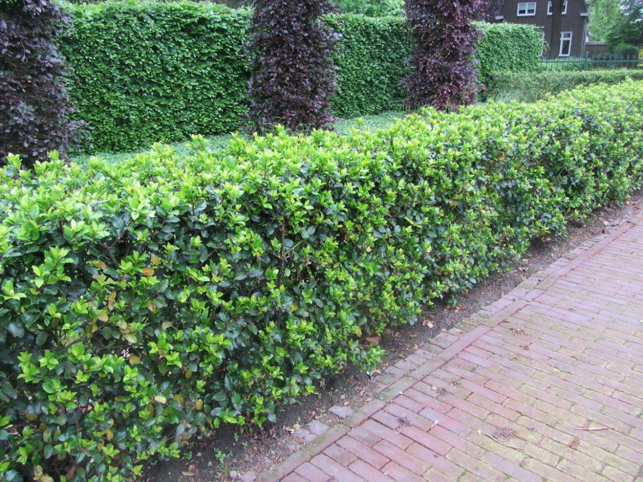 Carpinus betulus изгородь