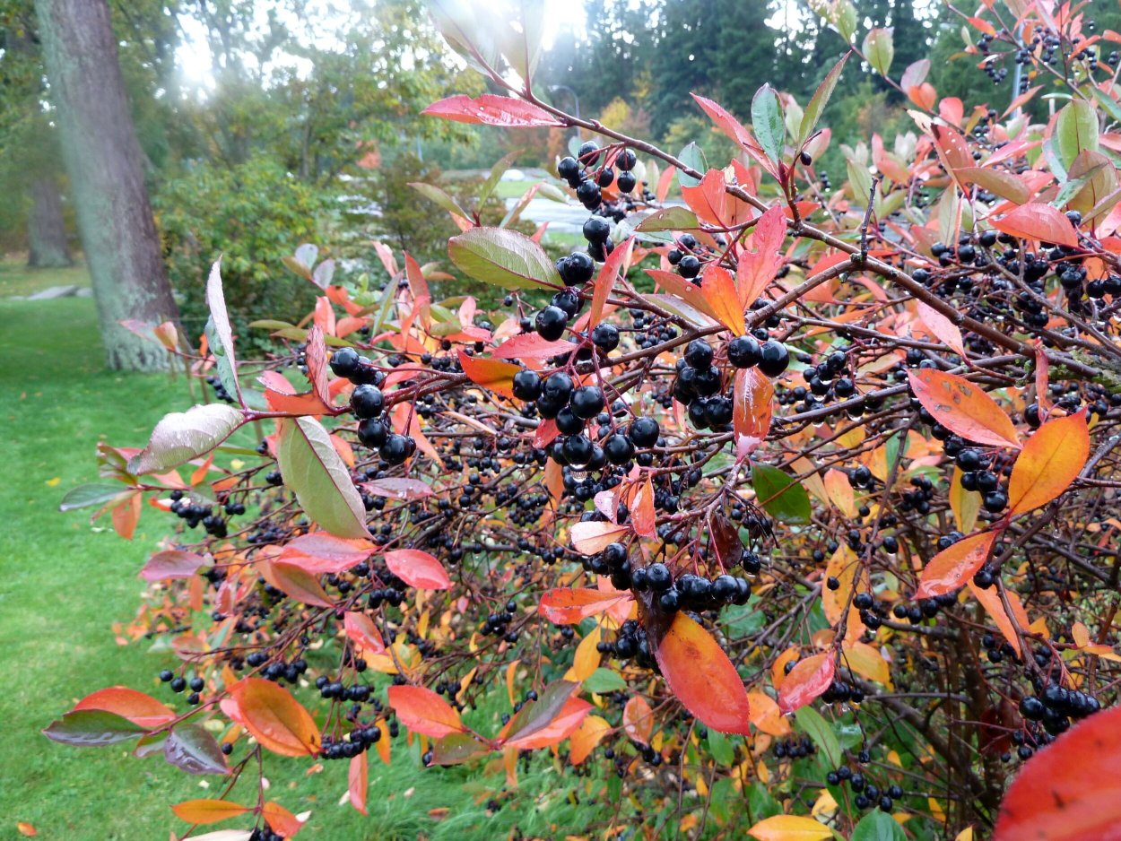 Арония черноплодная Живая изгородь