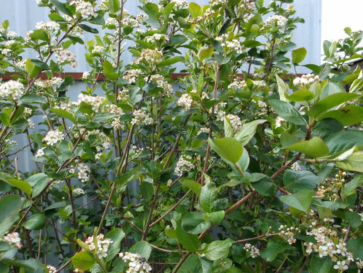 Кизильник Ауреа