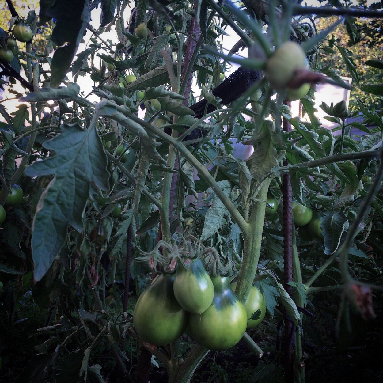 Пшат дерево