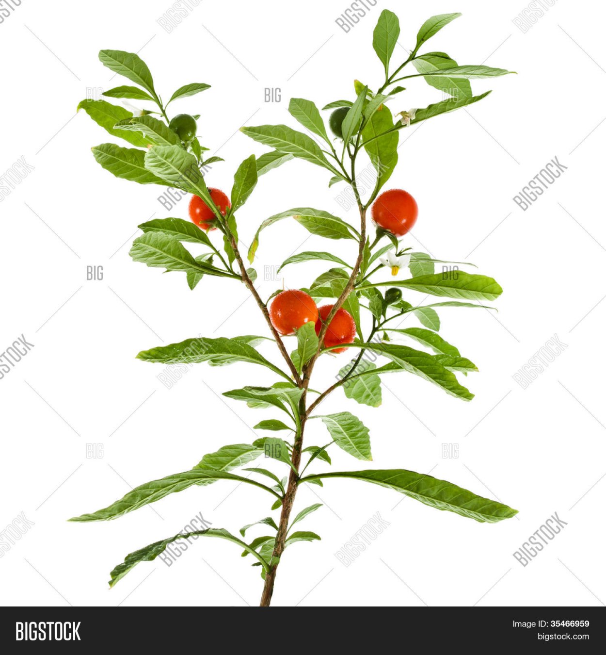 Черемуха дерево с ягодами